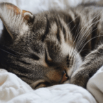 Langkah-Langkah Sederhana untuk Menyambut Pagi dengan Pikiran Segar